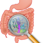 Peut on prendre des probiotiques toute l'année ? LE PETIT PLUS repond à vos questions