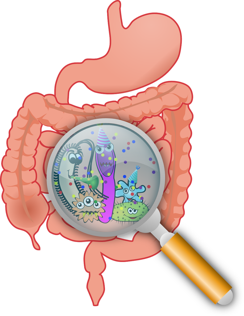 Peut on prendre des probiotiques toute l'année ? LE PETIT PLUS repond à vos questions